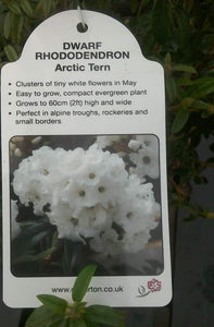 Dwarf Rhododendron - Pink/White/Yellow