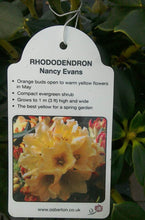Load image into Gallery viewer, Dwarf Rhododendron - Pink/White/Yellow
