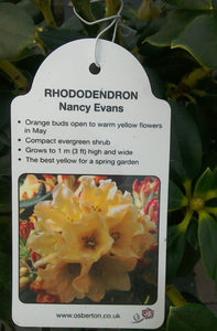 Dwarf Rhododendron - Pink/White/Yellow
