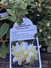 Load image into Gallery viewer, Dwarf Rhododendron - Pink/White/Yellow
