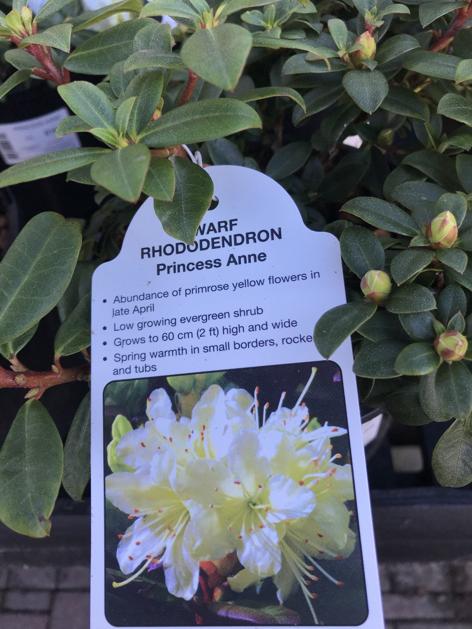 Dwarf Rhododendron - Pink/White/Yellow