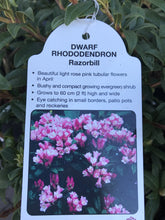 Load image into Gallery viewer, Dwarf Rhododendron - Pink/White/Yellow
