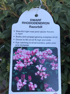 Dwarf Rhododendron - Pink/White/Yellow