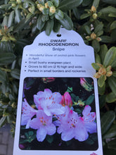 Load image into Gallery viewer, Dwarf Rhododendron - Pink/White/Yellow
