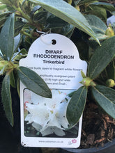 Load image into Gallery viewer, Dwarf Rhododendron - Pink/White/Yellow
