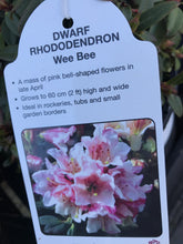 Load image into Gallery viewer, Dwarf Rhododendron - Pink/White/Yellow
