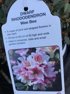 Dwarf Rhododendron - Pink/White/Yellow