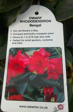 Load image into Gallery viewer, Dwarf Rhododendron - Red / Blue / Purple
