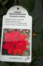 Load image into Gallery viewer, Dwarf Rhododendron - Red / Blue / Purple

