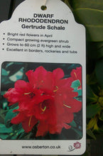 Load image into Gallery viewer, Dwarf Rhododendron - Red / Blue / Purple
