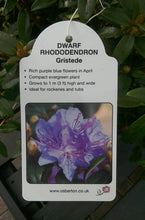 Load image into Gallery viewer, Dwarf Rhododendron - Red / Blue / Purple
