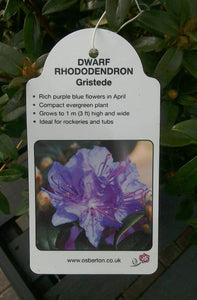 Dwarf Rhododendron - Red / Blue / Purple