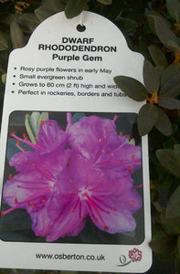 Dwarf Rhododendron - Red / Blue / Purple