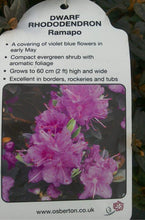 Load image into Gallery viewer, Dwarf Rhododendron - Red / Blue / Purple

