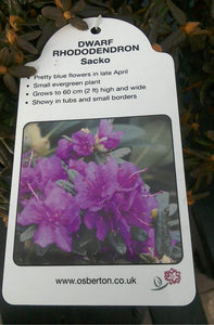 Dwarf Rhododendron - Red / Blue / Purple