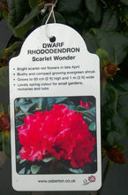 Load image into Gallery viewer, Dwarf Rhododendron - Red / Blue / Purple
