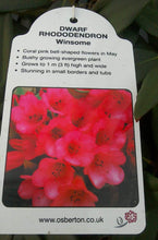 Load image into Gallery viewer, Dwarf Rhododendron - Red / Blue / Purple

