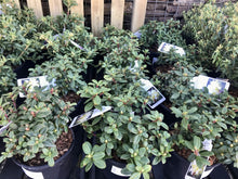 Load image into Gallery viewer, Dwarf Rhododendron - Red / Blue / Purple
