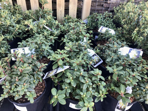 Dwarf Rhododendron - Red / Blue / Purple