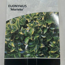 Load image into Gallery viewer, Euonymus Marieke, 2L
