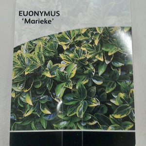 Euonymus Marieke, 2L