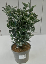 Load image into Gallery viewer, Euonymus Kathy, 2L
