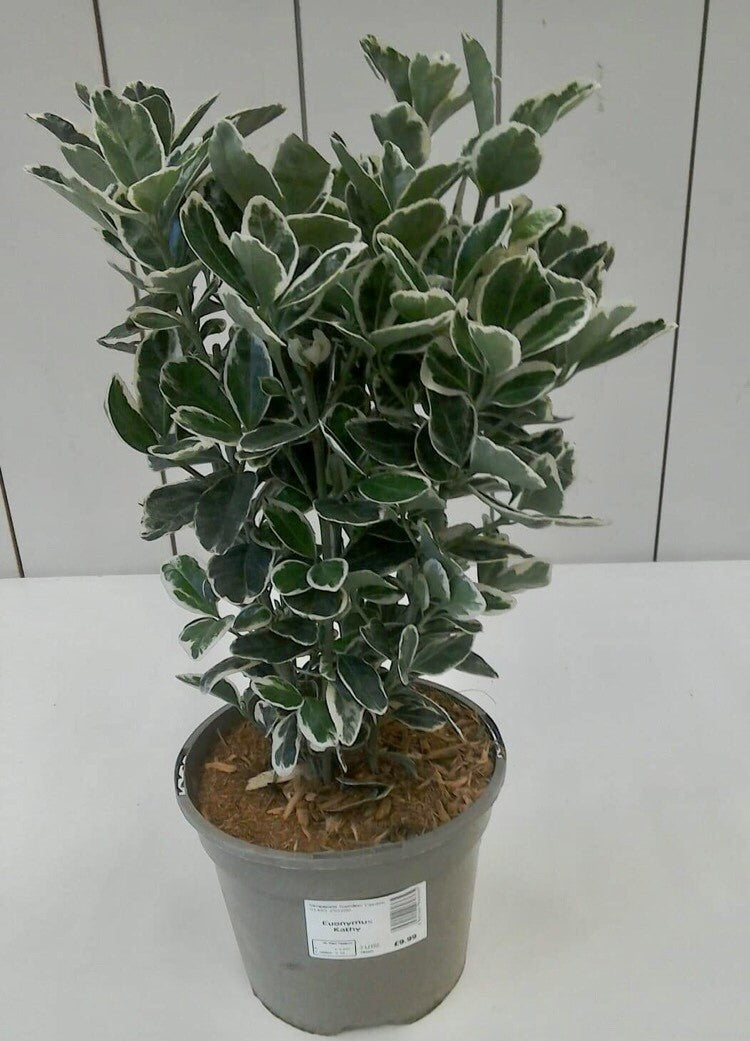 Euonymus Kathy, 2L