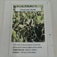 Load image into Gallery viewer, Euonymus Kathy, 2L
