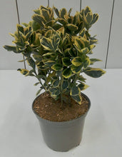Load image into Gallery viewer, Euonymus Marieke, 2L
