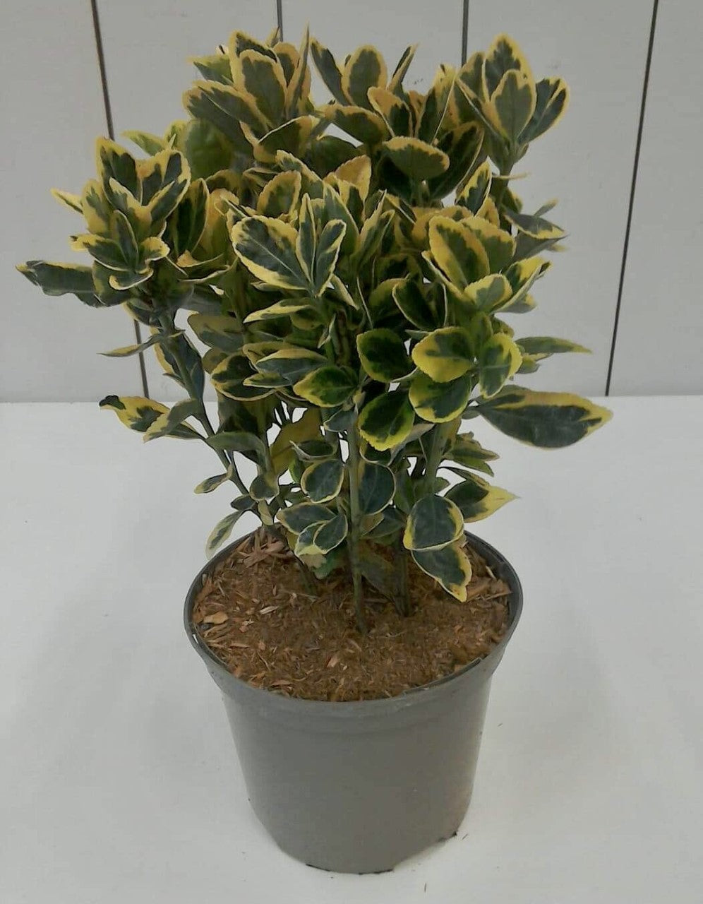 Euonymus Marieke, 2L