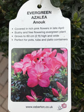 Load image into Gallery viewer, Evergreen Azaleas, White / Pink
