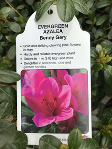 Evergreen Azaleas, White / Pink