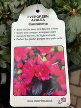 Load image into Gallery viewer, Evergreen Azaleas, White / Pink
