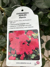 Load image into Gallery viewer, Evergreen Azaleas - Red / Orange / Purple
