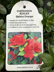Evergreen Azaleas - Red / Orange / Purple