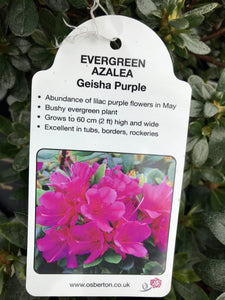 Evergreen Azaleas - Red / Orange / Purple