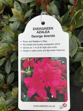 Load image into Gallery viewer, Evergreen Azaleas, White / Pink
