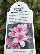 Load image into Gallery viewer, Evergreen Azaleas, White / Pink
