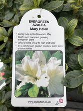 Load image into Gallery viewer, Evergreen Azaleas, White / Pink
