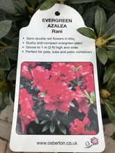 Load image into Gallery viewer, Evergreen Azaleas - Red / Orange / Purple
