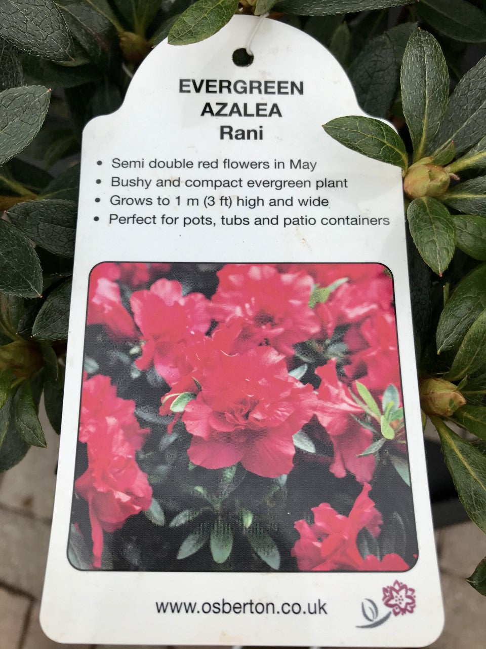 Evergreen Azaleas - Red / Orange / Purple