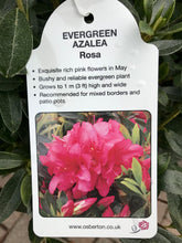 Load image into Gallery viewer, Evergreen Azaleas, White / Pink
