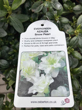 Load image into Gallery viewer, Evergreen Azaleas, White / Pink
