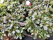 Load image into Gallery viewer, Evergreen Azaleas, White / Pink
