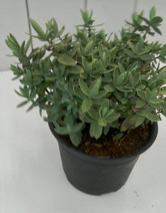 Hebe Albicans, 2L