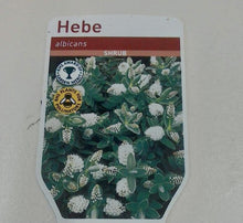 Load image into Gallery viewer, Hebe Albicans, 2L

