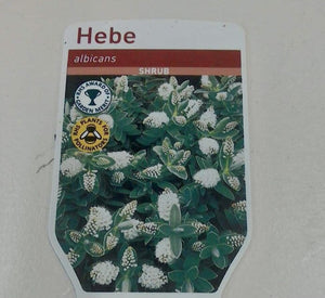 Hebe Albicans, 2L