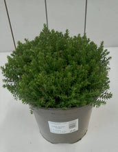 Load image into Gallery viewer, Hebe Green Globe, 2L
