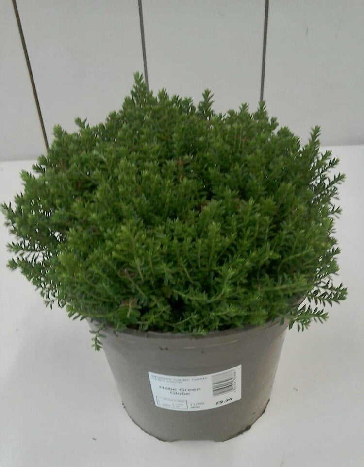 Hebe Green Globe, 2L