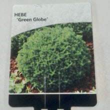 Load image into Gallery viewer, Hebe Green Globe, 2L
